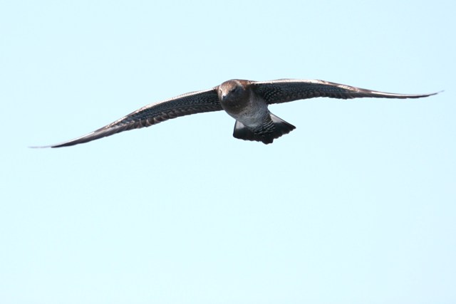 Long-tailed Jaeger